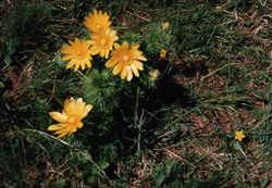 adonisroeschen.jpg adonisroeschen.jpg