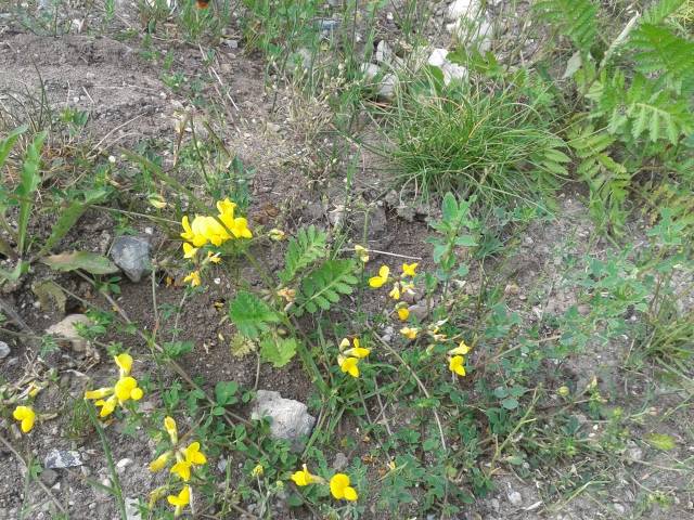 natur_gelb_640x480_.jpg natur_gelb_640x480_.jpg