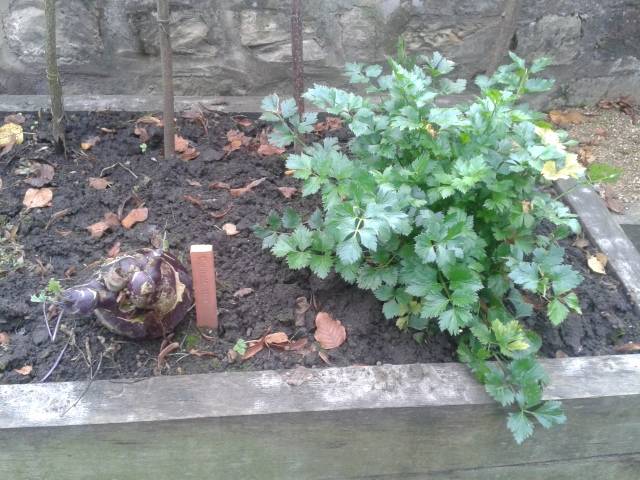 ummendorf_kraeuter_640x480_.jpg ummendorf_kraeuter_640x480_.jpg