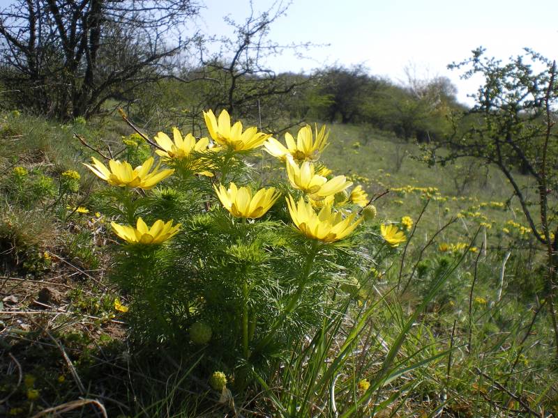 heeseberg_5.jpg heeseberg_5.jpg